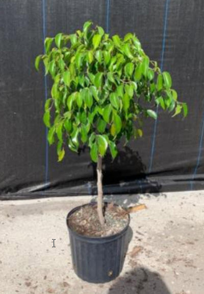 8" Ficus Benjamina Green Standard